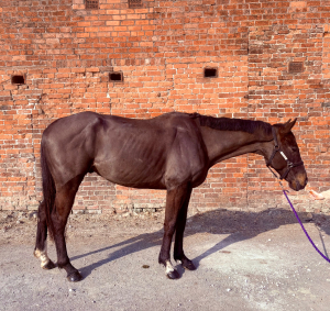 5year old tb gelding 