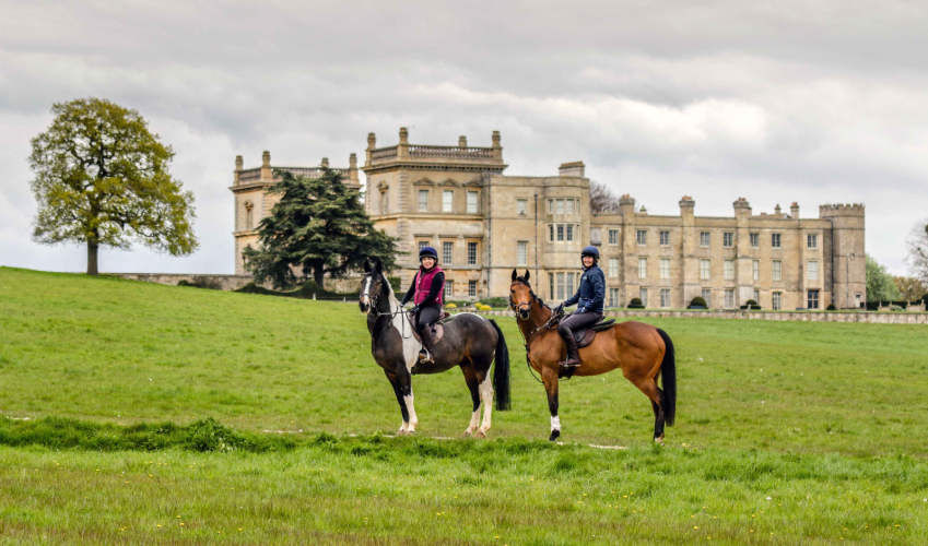 For Loan/LWVTB Gorgeous TB Mare