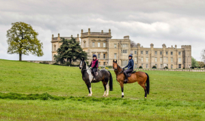 For Loan/LWVTB Gorgeous TB Mare