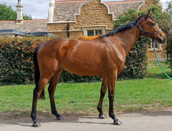 Gorgeous Future Grassroots Superstar