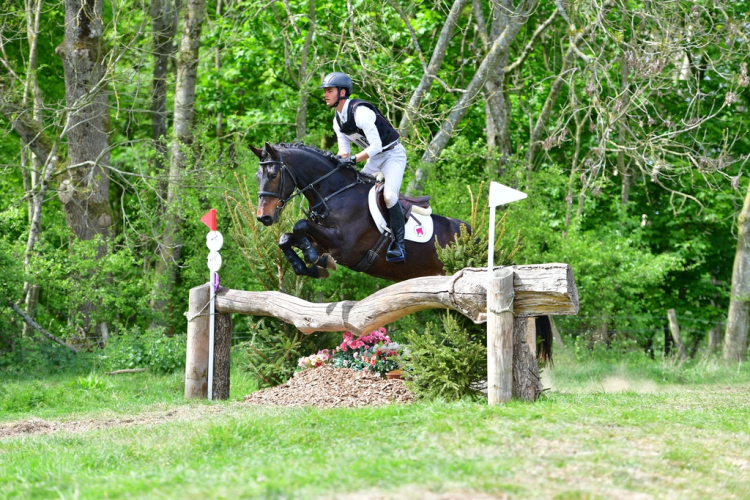 Very smart dark bay 5 yo for sale.