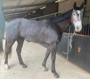 Top Class 4yo Event/SJ Prospect