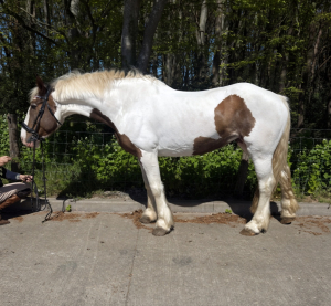 15.3hh safe cob