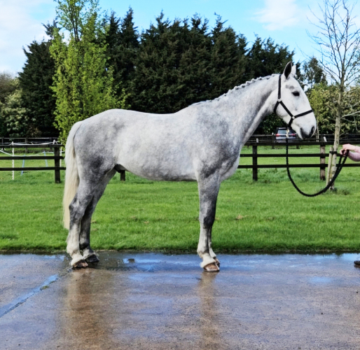 Fantastic Allrounder