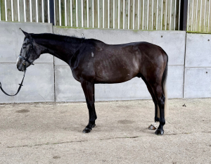 Potential Hunter/Eventer/Team Chaser