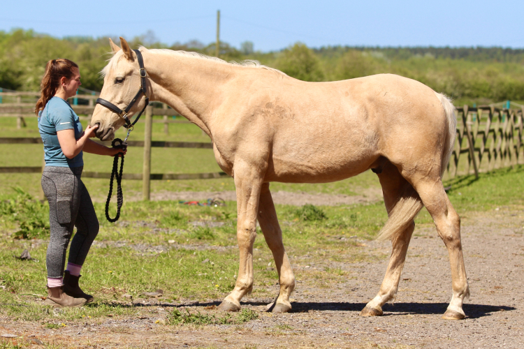 Quality Competition Youngster on a Budget