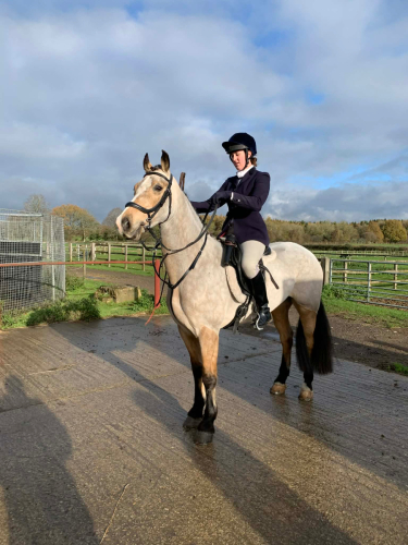 15hh 8yo Welsh D gelding