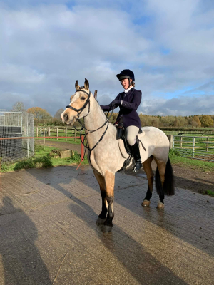 15hh 8yo Welsh D gelding 