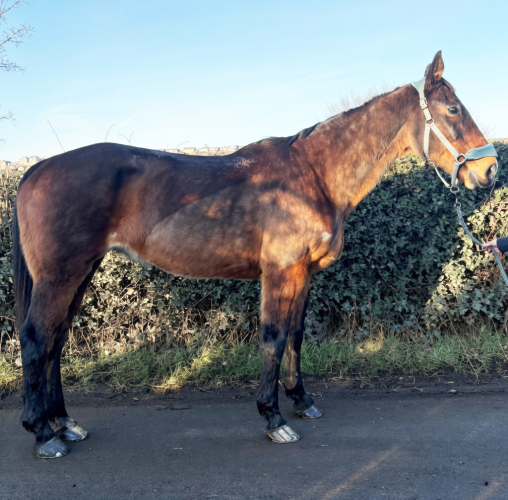 Alrounder Mare
