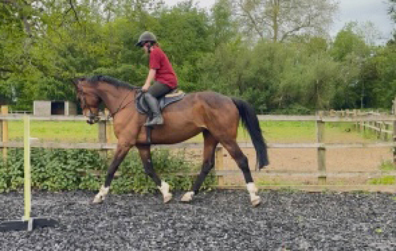 Wonderful Future Event/Allrounder Mare