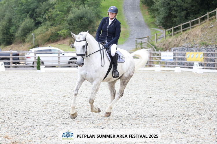16.2 Irish Draught grey gelding