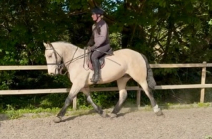 Irish Dun Gelding 