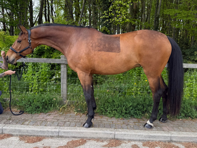 Quality Dutch warmblood all-rounder