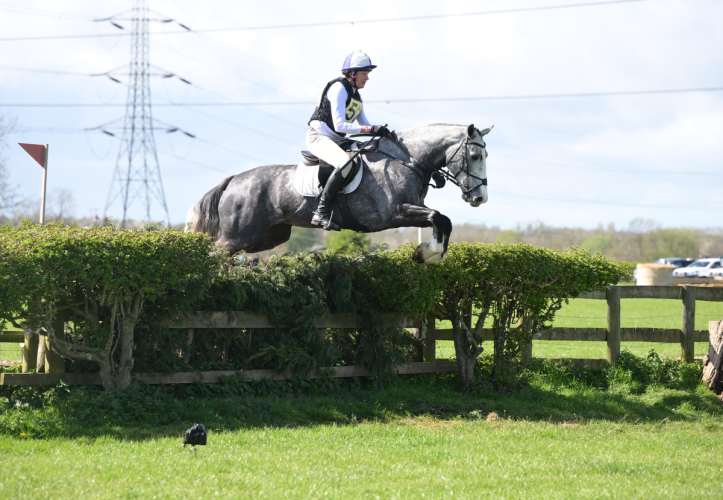 Gorgeous 16.1hh 5 year old Irish mare