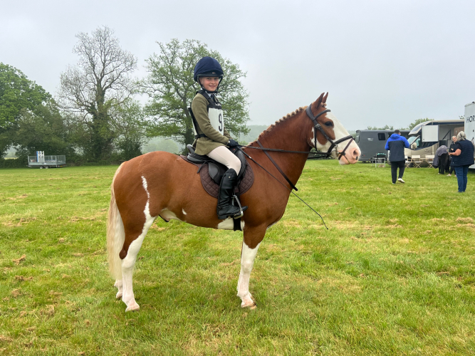 Looking for the ultimate pony club pony