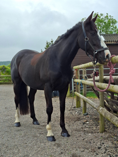 Stunning 16hh ISH Black Mare