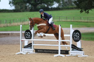 Quality all rounder 16.2hh Irish sports horse