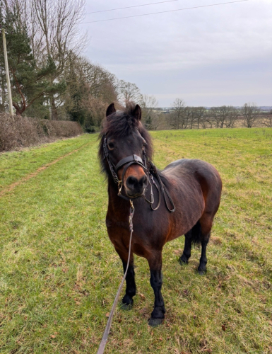 Tynebank May Bee, Registered Dartmoor Mare