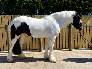 The ultimate leisure/family horse.