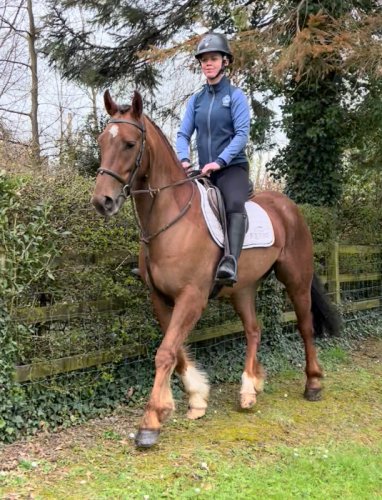 15h Irish Sports Pony