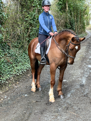 15h Irish Sports Pony