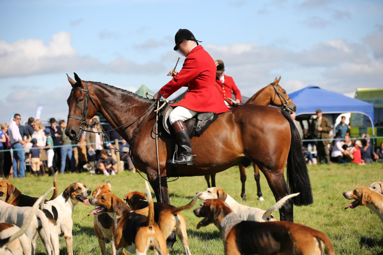 Hunt Horse