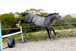 SUPER SMART SPORTS PONY  