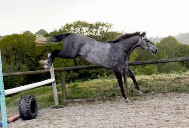 SUPER SMART SPORTS PONY