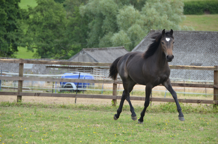 Exciting event pony prospect