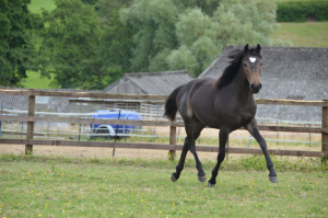 Exciting event pony prospect 