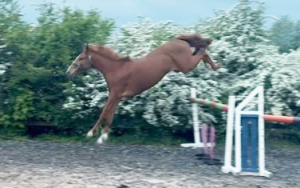 !! DEPOSIT TAKEN !! Talented Small horse /pony SJ prospect 