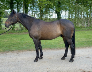 Dream hack / Schoolmaster looking for a quieter life 