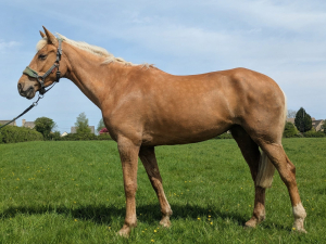 Beautiful golden palomino mare