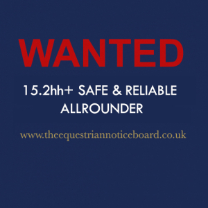 WANTED!! 15.2+ safe and sensible allrounder 