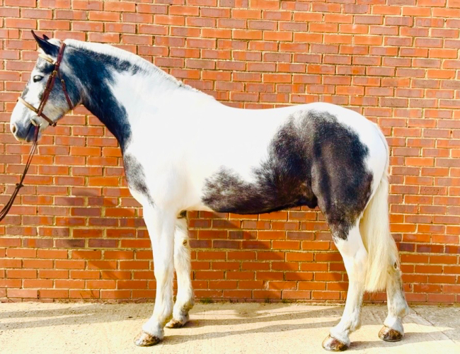 FANTASTIC SHOW WINNING COB / ALLROUNDER/ RIDING CLUB!