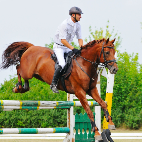 WANTED - Exceptional Rider Required – To Produce Top Class Sports Horses - Great Bradley, Nr. Newmarket, Cambridgeshire