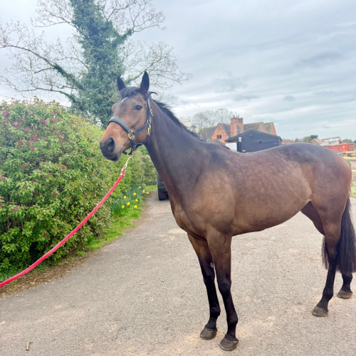 Very Smart RoR Mare