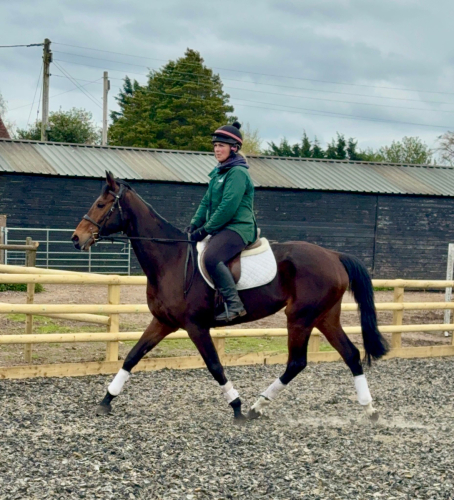 Smart Allround Mare