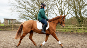 Dressage / Fun Allrounder  