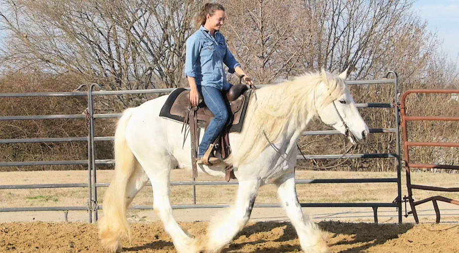 Lucy - 15.2HH, Gray and White Tobiano