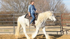 Lucy - 15.2HH, Gray and White Tobiano