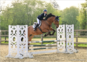 Honest Advert - Showjumper & Seasoned Hunter 