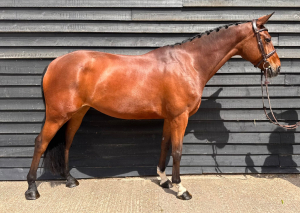 Showjumper / PC / Allrounder for those on a Budget