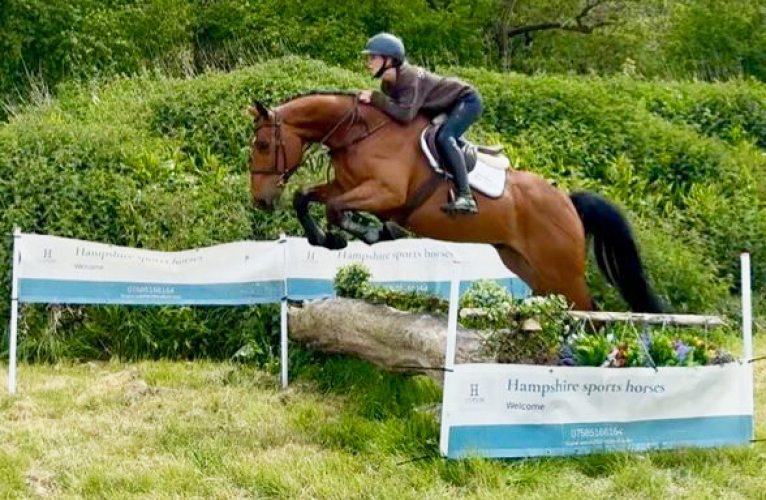 Beautiful & Well Bred SJ / Event / Hunt / Allrounder