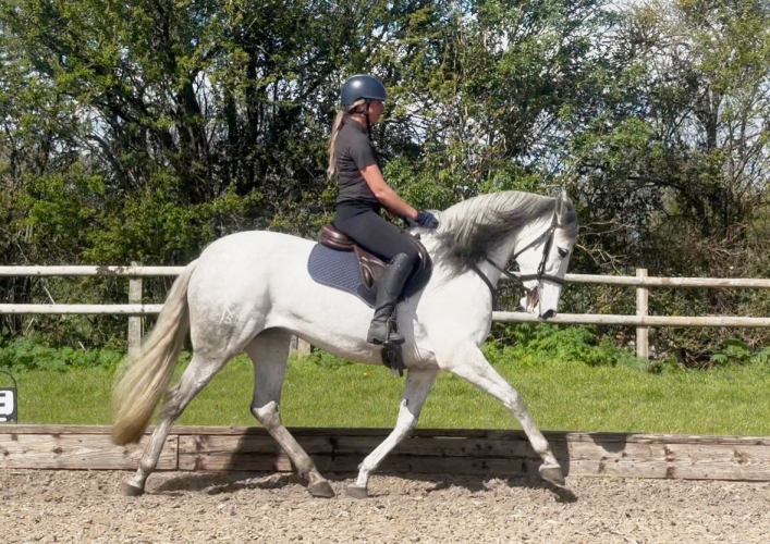 Stunning PRE Allrounder