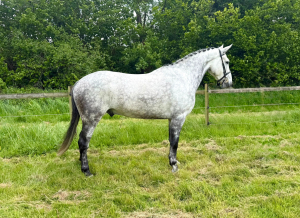 Outstanding Allrounder / Hunt / SJ / Event