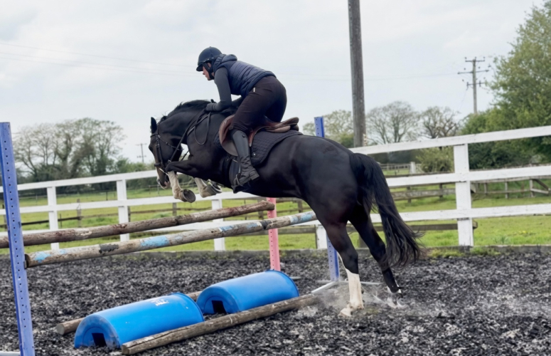15.1hh Sporty Cob