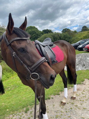 Safe confidence giving mare