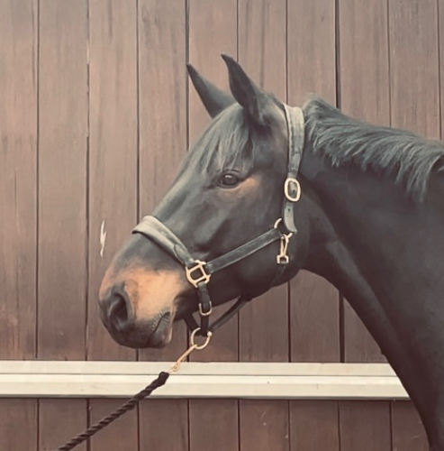 Impressive Gelding