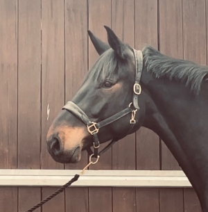Impressive Gelding 